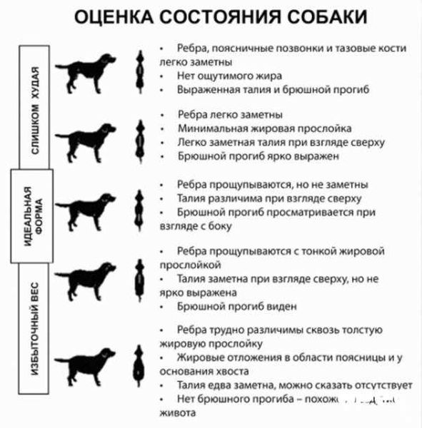 Законы о породных ограничениях – BSL