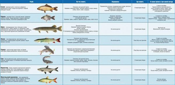 Коротко о важном в новых Правилах рыболовства 2024: нормы вылова рыбы, рыбалка на зимовальных ямах и прочие изменения