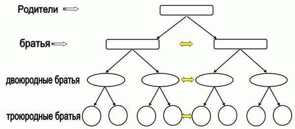 Понятие полнородных и неполнородных братьев и сестер